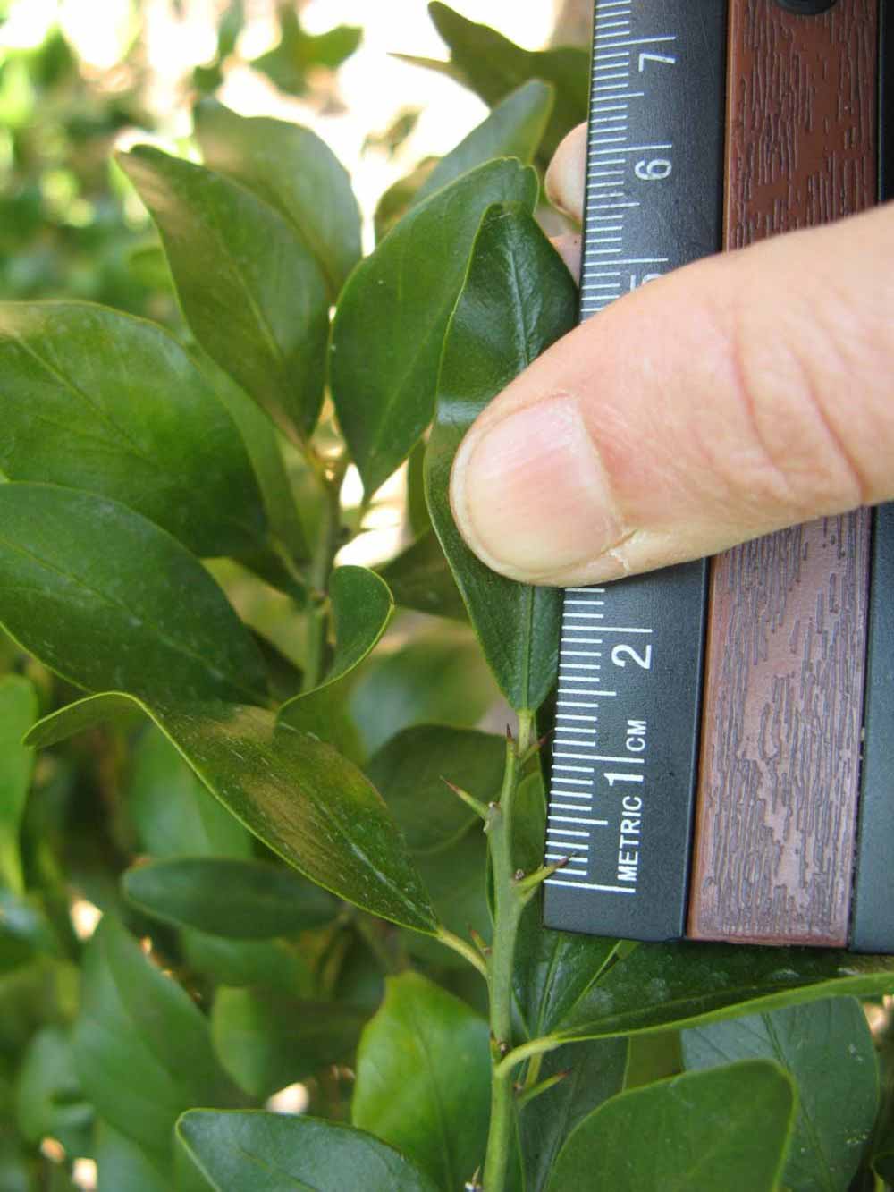              Unifoliolate leaf (Winter Haven, FL)       